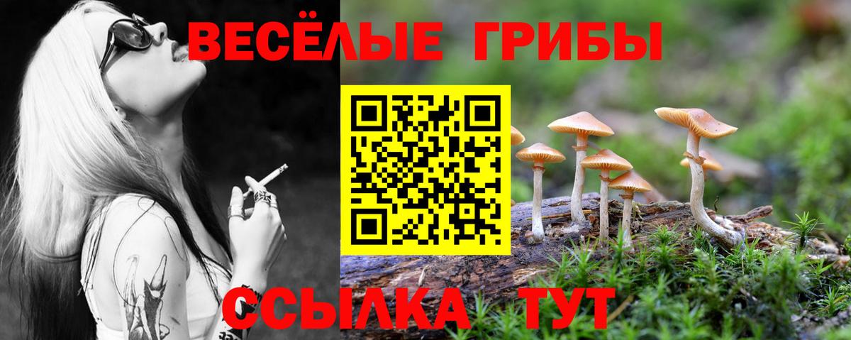 Галлюциногенные грибы Magic Shrooms  Вход с VPN  Курчалой  Псилоцибиновые грибы GOLDEN TEACHER 